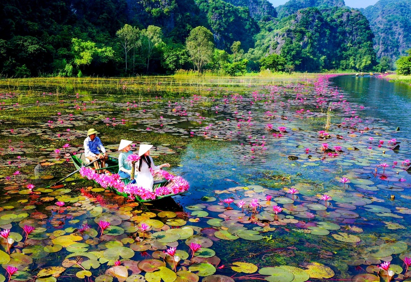 Tam Cốc m&ugrave;a hoa s&uacute;ng nở rộ