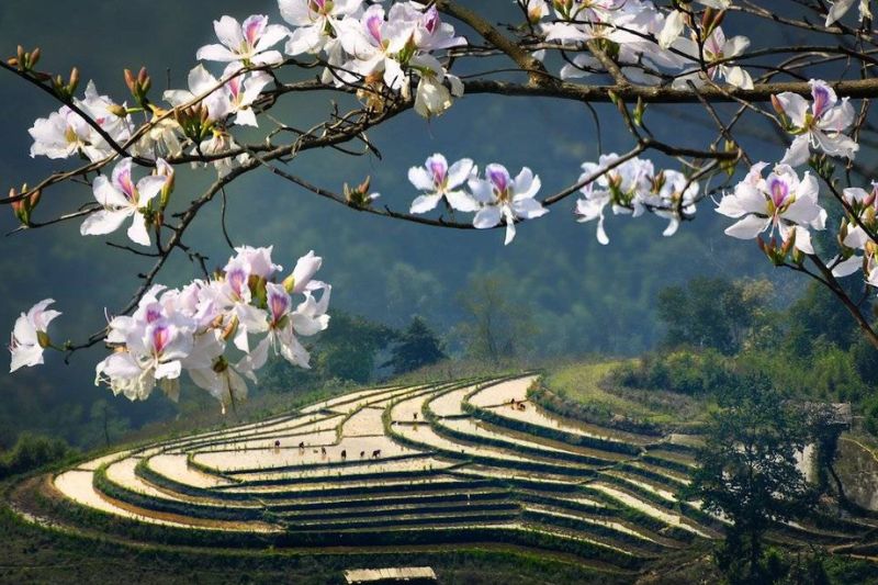 Th&aacute;ng 3 l&agrave; thời điểm Điện Bi&ecirc;n ngập trong sắc trắng hoa ban