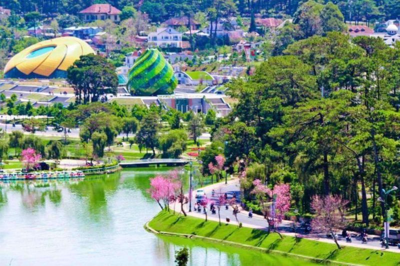 Mai anh đào nở rực rỡ tại Hồ Xuân Hương, Đà Lạt Mai anh đào nở rực rỡ tại Hồ Xuân Hương, Đà Lạt