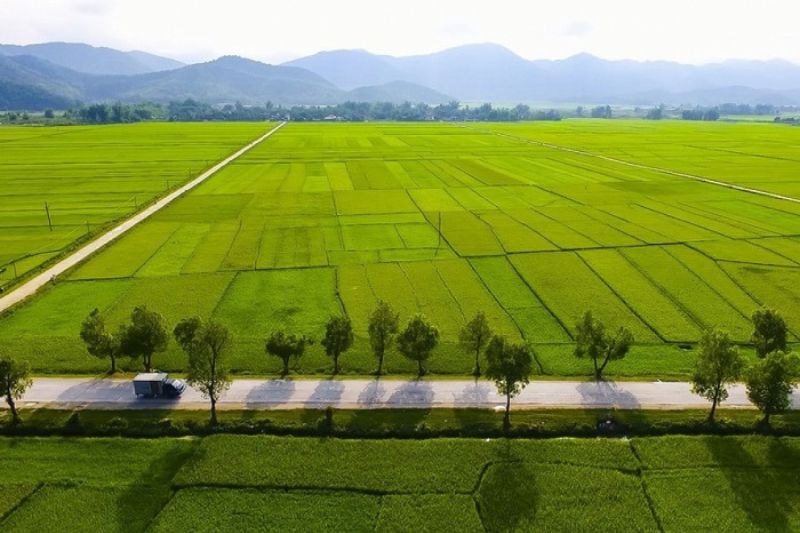 Điện Bi&ecirc;n nổi tiếng với những c&aacute;nh đồng l&uacute;a bạt ng&agrave;n