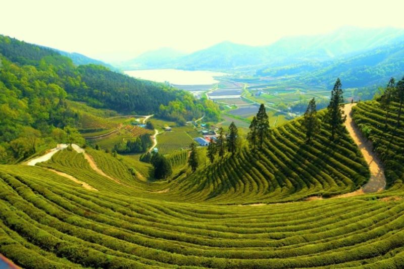  C&aacute;nh đồng tr&agrave; ở Beseong