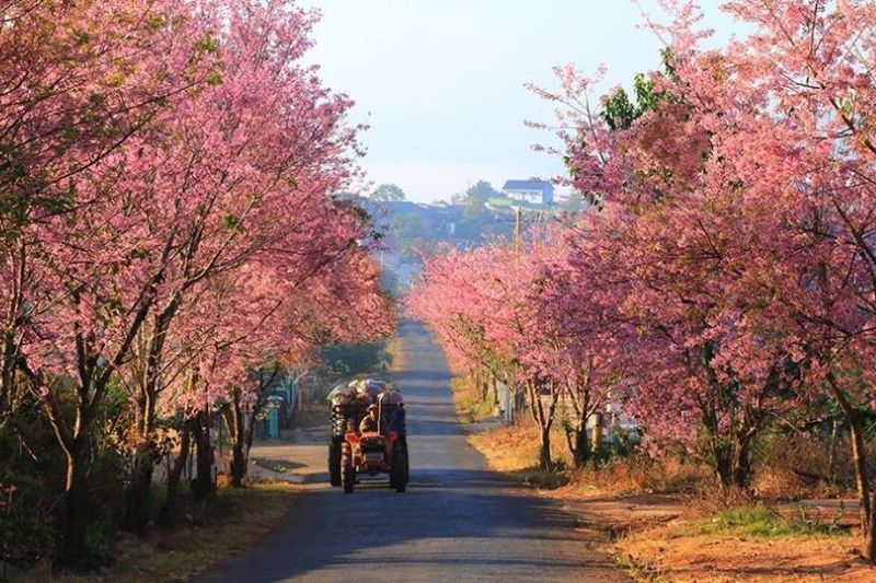 Mai anh đào nở rộ Đà Lạt tháng 1 Mai anh đào nở rộ Đà Lạt tháng 1