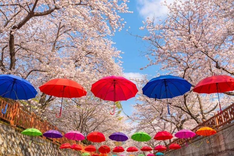 Jinhae Gunhangje Festival mùa hoa anh đào Jinhae Gunhangje Festival mùa hoa anh đào