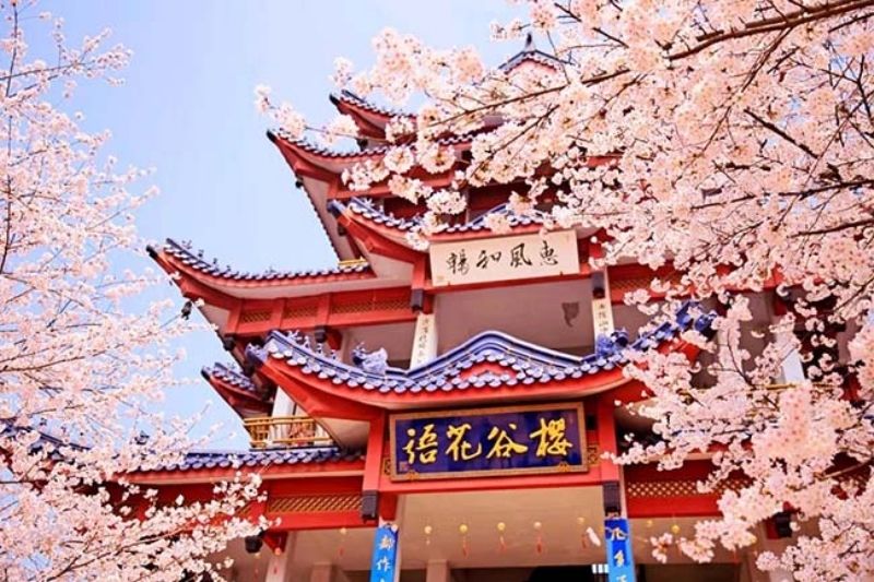 Thời điểm ngắm hoa anh đào tại Trung Quốc Thời điểm ngắm hoa anh đào tại Trung Quốc