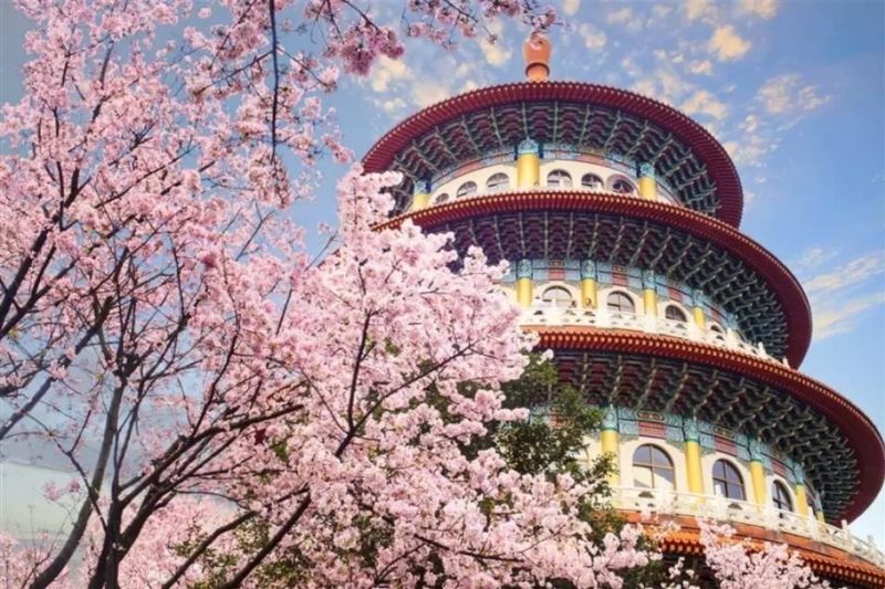 Mùa hoa anh đào Đài Loan Mùa hoa anh đào Đài Loan