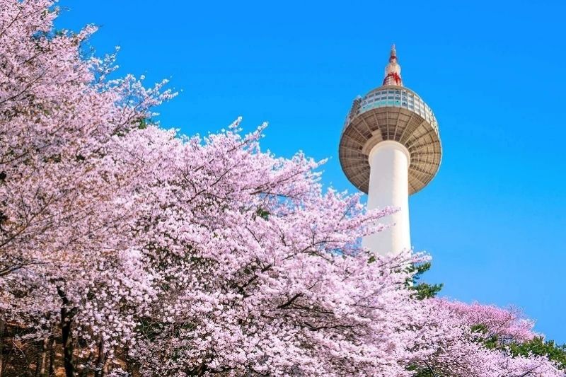 Tháp Namsan màu hoa anh đào Tháp Namsan màu hoa anh đào