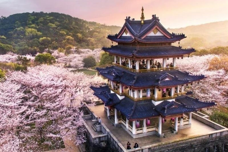 Vô Tích mùa hoa anh đào Vô Tích mùa hoa anh đào