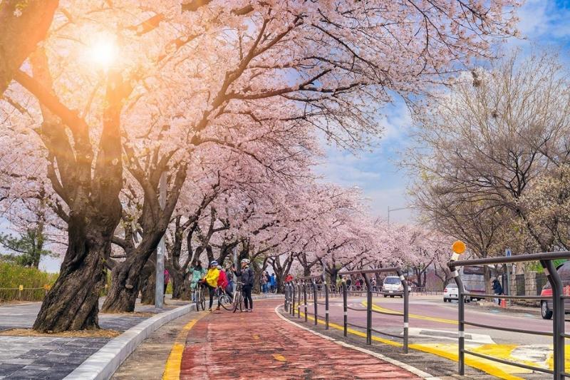 Hoa anh đào nở rộ tại đường phố Hàn Quốc Hoa anh đào nở rộ tại đường phố Hàn Quốc