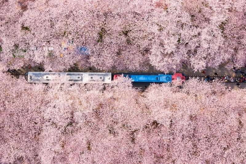 Gyeonghwa Station mùa hoa anh đào Gyeonghwa Station mùa hoa anh đào