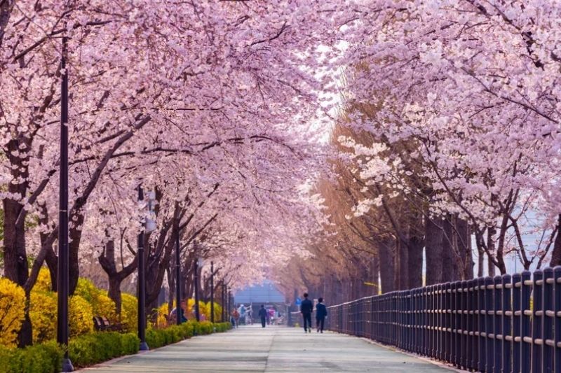 Yeouido Hangang Park mùa hoa anh đào Yeouido Hangang Park mùa hoa anh đào