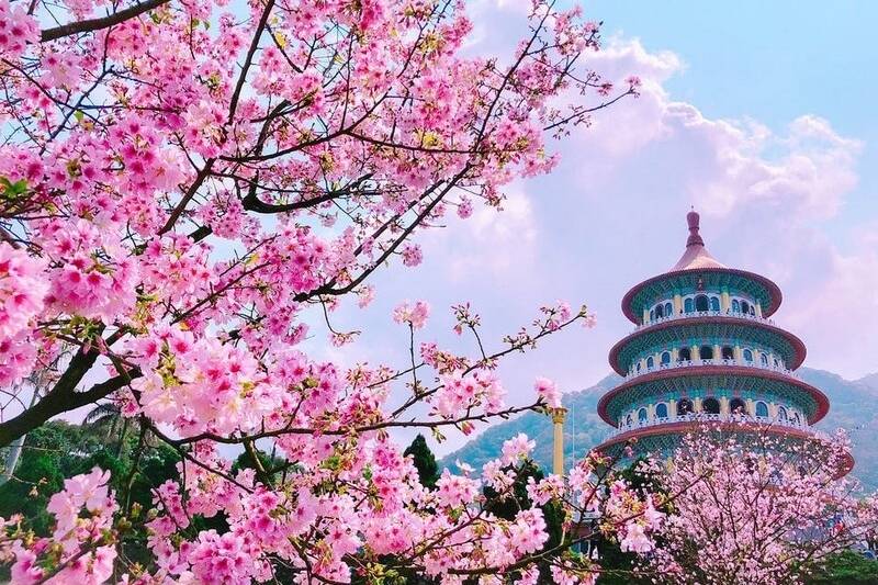 Hoa anh đào tại Đài Loan Hoa anh đào tại Đài Loan