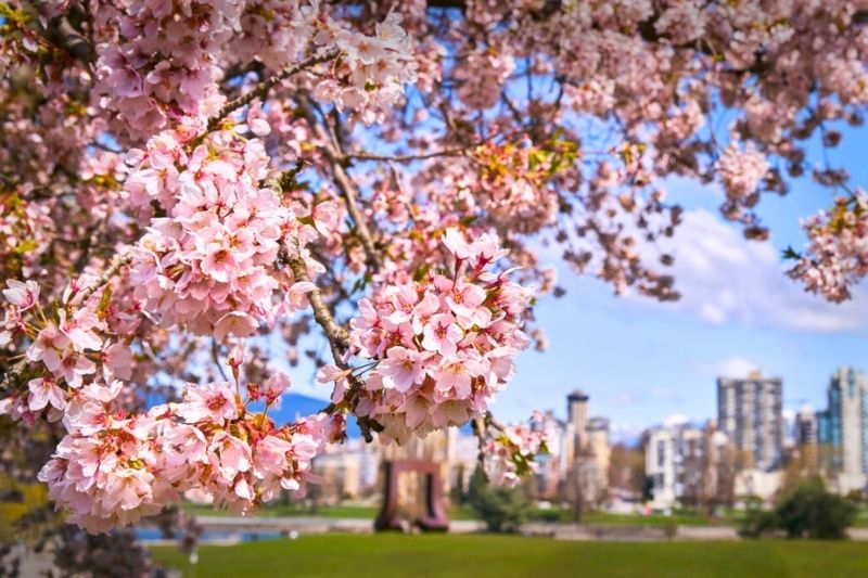 Mùa hoa anh đào tại Vancouver Mùa hoa anh đào tại Vancouver