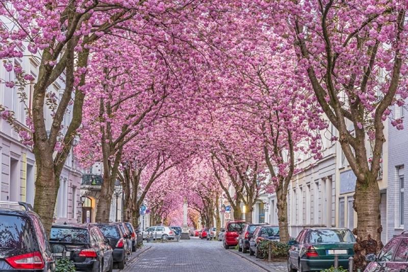 Hoa anh đào trên phố Heerstrasse, Bonn Hoa anh đào trên phố Heerstrasse, Bonn