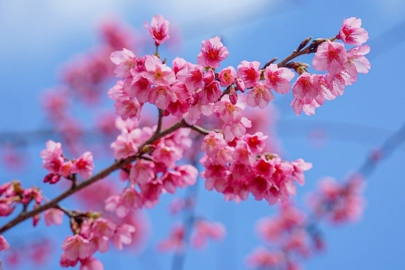 Hoa anh đào nở mùa nào trong năm? Hoa anh đào nở mùa nào trong năm?