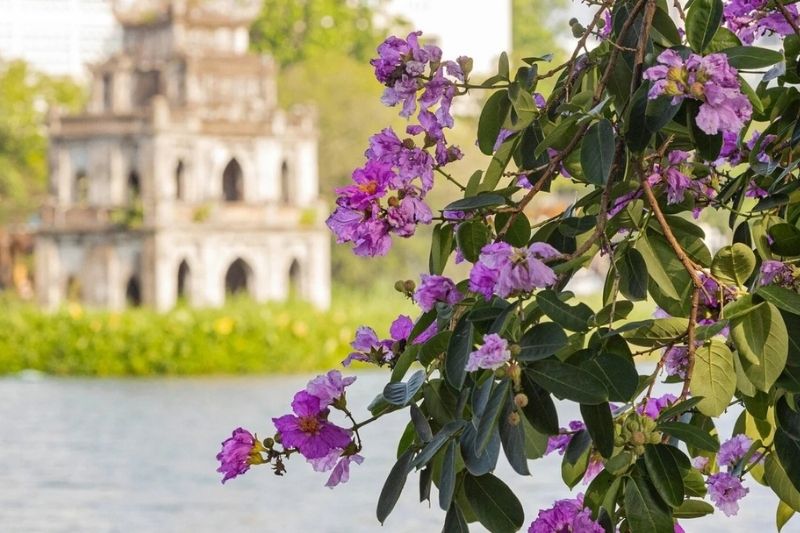 Mùa hè là mùa hoa bằng lăng rực rỡ tại Hà Nội Mùa hè là mùa hoa bằng lăng rực rỡ tại Hà Nội