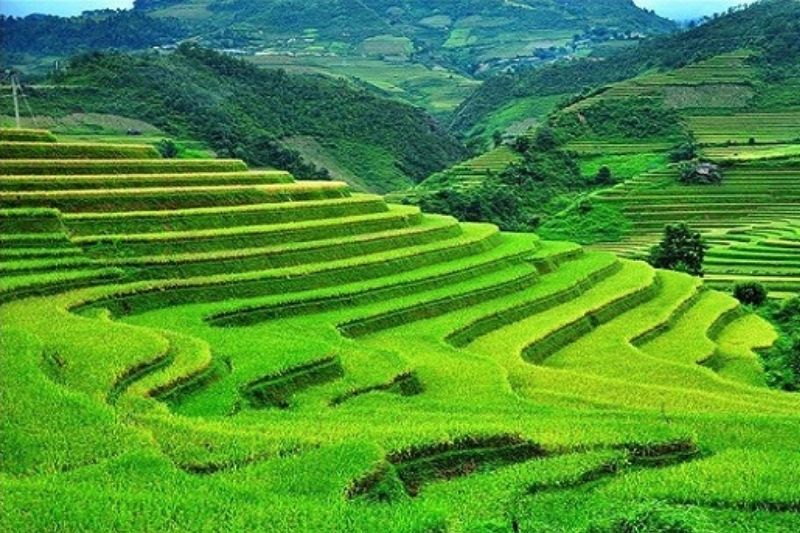 Ruộng bậc thang mùa hè xanh mướt tại Sapa Ruộng bậc thang mùa hè xanh mướt tại Sapa