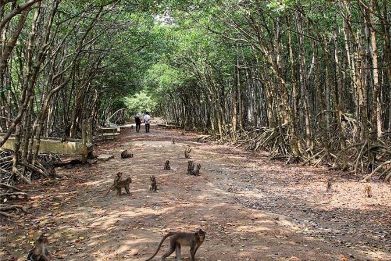 Đảo Khỉ Cần Giờ Đảo Khỉ Cần Giờ