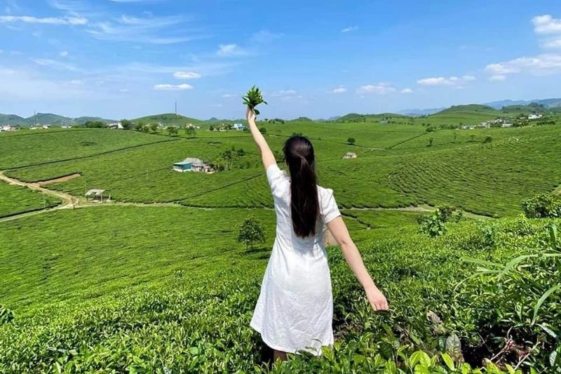 Đồi chè Mộc Châu Đồi chè Mộc Châu