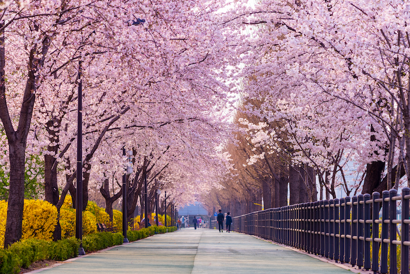Seoul, Hàn Quốc - Thành phố hiện đại pha cổ điển Seoul, Hàn Quốc - Thành phố hiện đại pha cổ điển
