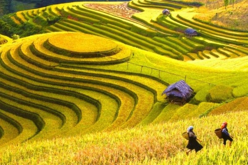 Ruộng bậc thang Hoàng Su Phì mùa lúa chín Ruộng bậc thang Hoàng Su Phì mùa lúa chín