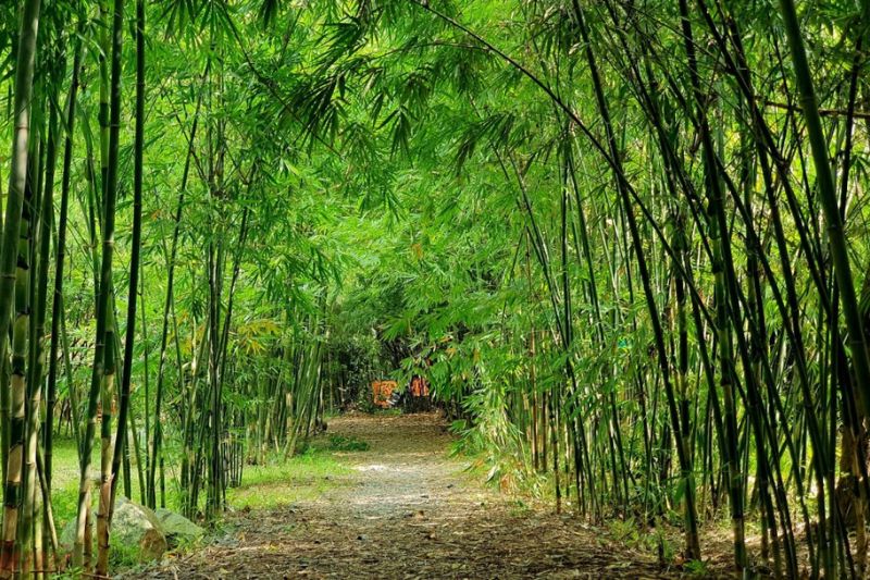 L&agrave;ng tre Ph&uacute; An (L&agrave;ng tre Dĩ An)