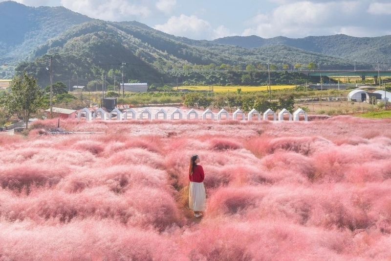 Lễ hội cỏ hồng Jeju Lễ hội cỏ hồng Jeju