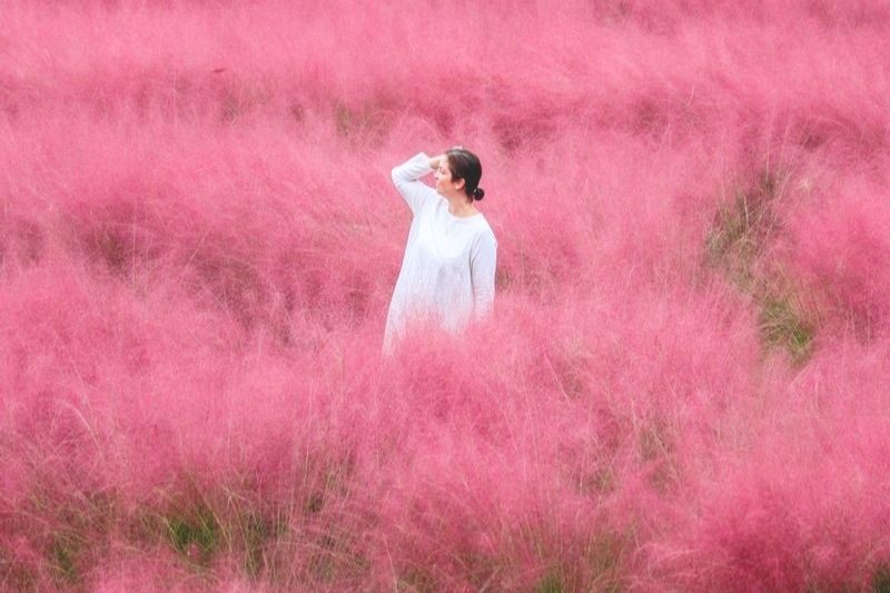 Cỏ hồng tại núi lửa Seongsan Ilchulbong Cỏ hồng tại núi lửa Seongsan Ilchulbong